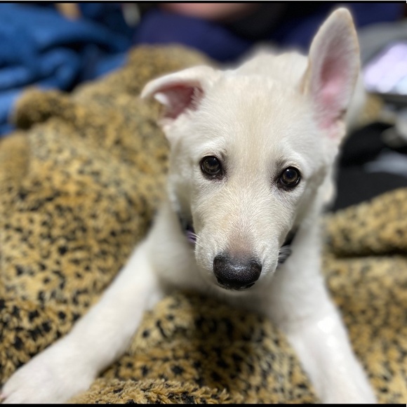 Meet your Posher, Lisa - Picture 6 of 11